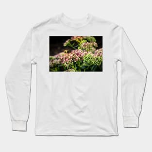 Bees On Sedum (Stonecrop) Flowers In The Garden Long Sleeve T-Shirt